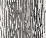 Charcoal Sticks